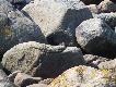 Norka. Niestety ameryka�ska..