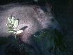 Dziczek strzelony go�cinnie w s�siednim kole w dzie� dziecka