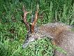 Nawet z bliska wygl�da jak dziadek... Ile wg Was ma lat ten rogacz???