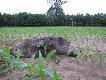 Kto rano wstaje... :)
10.06.11r., godz. 4.50- mimo stoj�cej z ty�u ambony strzelony z podchodu, przelatek 32 kg