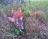 Poranny podch�d.Nieregularny sz�stak ok5 lat.