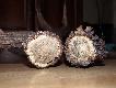 obw�d r�y 20 cm. tu z tyk� 12-taka 1,6kg
