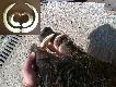 Inne zdj�cie dzika ze "zdj�cia miesi�ca" i or�. Waga 60 kg. Zdj�cia ca�ej tuszy nie mam.