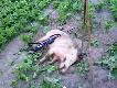 albinos na imieniny �onki