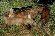 Min�� maj,... na zdj�ciu dwa z trzech lis�w strzelonych 4 czerwca. M�ody ju� samodzielnie �erowa�. 