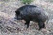 NIUNIU�
Takim imieniem zosta� ochrzczony dziczek znaleziony przez Koleg� Ryszarda.
Niuniu� troch� podr�s� i ju� uderza w amory do loszki Balbinki.