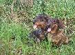 BOY z �ycza�skiego Brodu i ARA z Wi�niowej Zagrody.