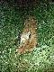 sezon na lisy rozpocz�ty to ju� drugi ;) st�d takie fotki zajecy :)