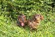 BOY z �ycza�skiego Brodu i ARA z Wi�niowej Zagrody.