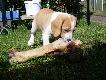 beagl bicolor