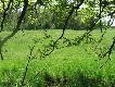 ��ki przy Pludwi�skim Trakcie. Maj 2011r.