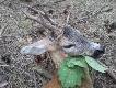 To ten rogacz. Podch�d na lesie. Strza� na nisk� komor� . Poszed� jeszcze 80 m obficie farbuj�c. 