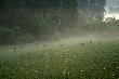 Wysz�y  z lasu na �ubin oko�o 21.30, jeden z nich ju� nigdy do tego lasu nie wr�ci. D.B