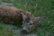 Znali�my si� kilka lat...
http://media.lowiecki.pl/zdjecia/wyswietl.php?nr=286433&dszer=584&dwys=390&nocount=