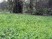 Wspomniane poletko �owieckie z rzep� �cierniskow� w sz�stym tygodniu po zasiewie