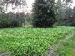 Ci�g dalszy poletka z rzep� �cierniskow�