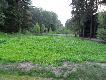 Zielony dywanik... P�owa ju� zacz�a powoli �erowa� m.in. sarny