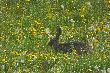 Omy�kowo usun��em, wi�c pozwalam sobie wrzuci� ponownie.