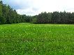 Poletko z owsem i wsiewk� seradel� oraz gorczyc� poln�