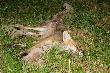 Efekty kniej�wki - 1wszy tego sezonu