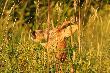 Bawili�my si� w chowanego, fajnie by�o ;-)