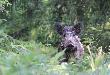 26-06-2011. Dwie mamu�ki i kilkana�cie pasiak�w. Osjak�w