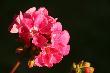 R� na dzie� dobry, dla tych, kt�rzy lubi�  r� ;-)