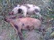 Wczorajszy "prawie dublecik" - przelatki strzelone w odst�pie 10 minut. Oj, by�o z czego wybiera�...
