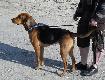 Wilia -go�czy bia�oruski