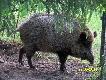 Dosia(m�wi� �e ma pod 200kg) to na niej szkoli si� Cezar...