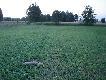  Z baga�em pewnej teorii i praktyki .... wybra�em si� na tego lisa co to go fotografowa�em  kilka zdje� wcze�niej ... tylko  tamt� raz� chodzi� ko�o tego krzaka  na �rodku zdj�cia 