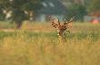 Czego to ludzie za cha�up� nie trzymaj�... 