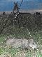 dziczek strzelony o 21.00 waga 30 kg 308W sako super hammerhead 11.7g DARZ B�R :)