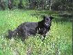 Wspania�y Przyjaciel.
Cho� nie by� to pies my�liwski to by� Psem My�liwego. Tylko raz poszed� za postrza�kiem i to on a nie psy my�liwskie doszed� i g�osi� dzika.
ROKI! Dziekuj� za 14 lat bezwarunkowej mi�o�ci! 
