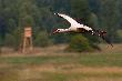 Ambona n�wka, wczoraj postawiona.