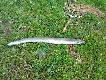 W�gorz podobnie jak szczupak, zosta� z�owiony w jeziorze Mausz, mierzy� 87cm a obw�d w najszerszym miejscu wynosi� 21 cm. Waga ryby 3,2kg