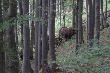Bieszczady rykowisko 2009, Zubry na stoku Hyrlatej