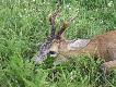 kozio� strzelony o 5 .00  wiek ok 8 lat.. darz b�r