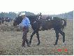 pokaz jazdy western - rodeo