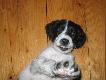 Teba - springer
pierwszy dzie� w domu