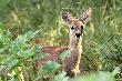 16-07-2011. G�ra. Dzie� wcze�niej spotka�em tu mamu�k� z dwoma ko�lakami. Mo�e to jeden z nich.