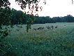  podpatrzone z ambony
g.20:30 z lewej strony ambony, okoo 70 m. wysza mi mieszana chmara jeleni 27 sztuk, tu za nimi  dwie lochy z warchoami, 15 minut po jeleniach, tym razem z prawej strony ambony na er wysza chmara a z cielakami, 10 szt. . po drugiej stronie pola, jakie 300m. dalej wysza nastpna chmara jeleni, 6 szt, na tym samym polu, kolega widzia inn chmar, 8 szt.i 2 byki oddzielnie oraz 5 dzikw. Stan zwierzyny zadowalajcy. W linni prostej niecay kilometr od mojego ,,domku''.