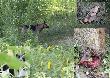 16-07-2011 G�ra. W oddali zobaczy�em wychodz�cego ze s�onecznik�w owczarka. Szczekn��. Po jakim� czasie zn�w pojawi� si� w tym samym miejscu z mniejszym koleg�.. Zdziwi�o mnie �e nie buszuj� dalej. Po 5min poszed�em w tym kierunki. Mniejszy warcza� du�ego nie by�o. Zobaczy�em ko�laka. �wie�a krew. Dziwne �e nie rozpru�y go tylko g�ow� z szyj� i 3 cewki napocz�y.  Oczywi�cie obowi�zuje domniemanie niewinno�ci ja nie wiem sk�d maj� ko�laka i kto je nim pocz�stowa�. 