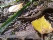 Na pierwszych grzybach Wega poderwa�a do lotu jarz�bka oraz trafi�a si� gadzina. Fajny wypad a i fotka niez�a jak na kom�rk�.