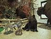 Nowe eksponaty w Nadle�nictwie Bircza ( �bik, wilk, nied�wied� i �ubr)