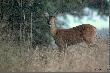 S�aba jako�c - jeszcze przed pe�nym wschodem s�onca