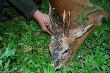 My�kus strzelony przez brata.  Waga tuszy 20 kg, wiek 6-7 lat