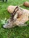 Pi�knie uperlony wid�ak Aliego. W maju wodzi� nas za nos, ale w sierpniu ruja go zgubi�a...