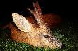 Ok 10-12 lat, zdj�cia �uchwy b�d� za 2 tygodnie.