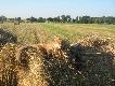 03.08.11  Strzelony na porannym wyj�ciu w �owisko.   (10)